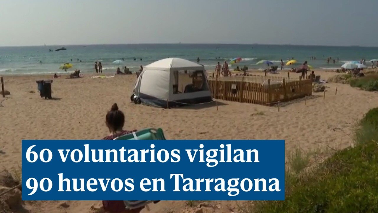 60 voluntarios vigilan 90 huevos en una playa de Tarragona