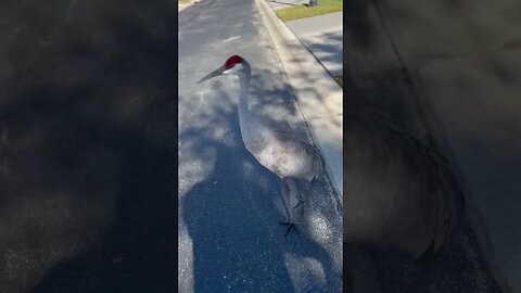 The #sandhillcranes in Orlando Florida are fearless