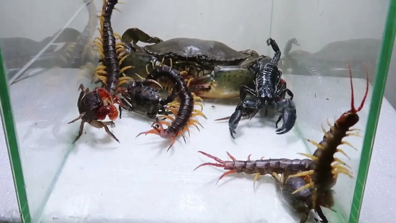 Sea Crab Centipede Emperor Scorpion Water36 5