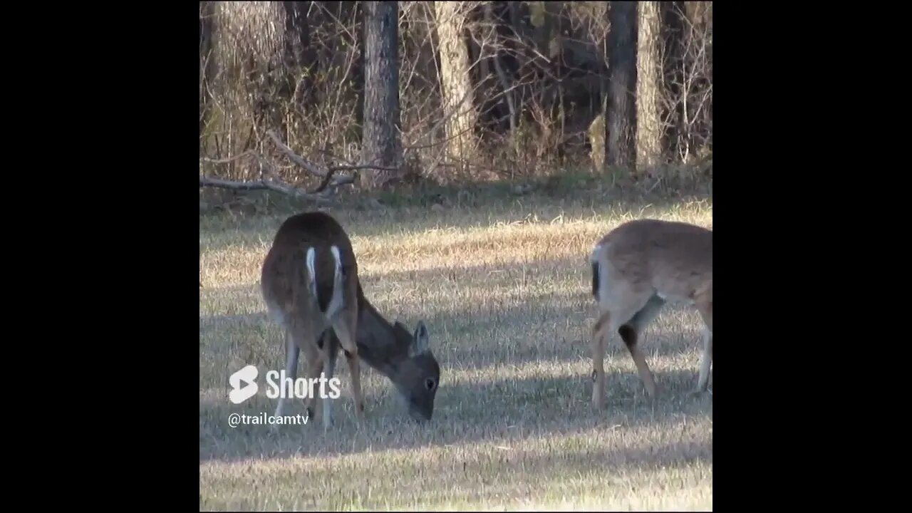 Deer in the Field