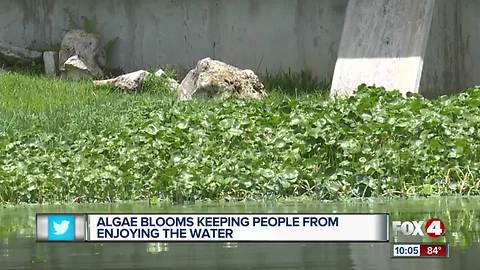 Algae Blooms keeping people from enjoying the water