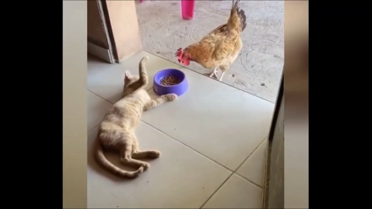 Cat VS Chicken, EPIC and FUNNY fight