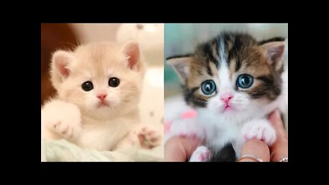 Most Satisfying Funny Cat Video 😂😂😂 #shorts