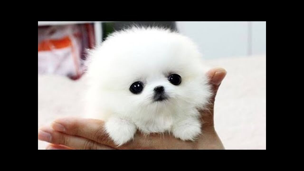 Cute dogs and cats funny videos😍