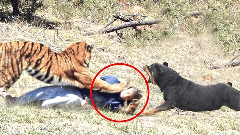 Brutal Moments Hero Animals Saved human Lives Caught On Camera