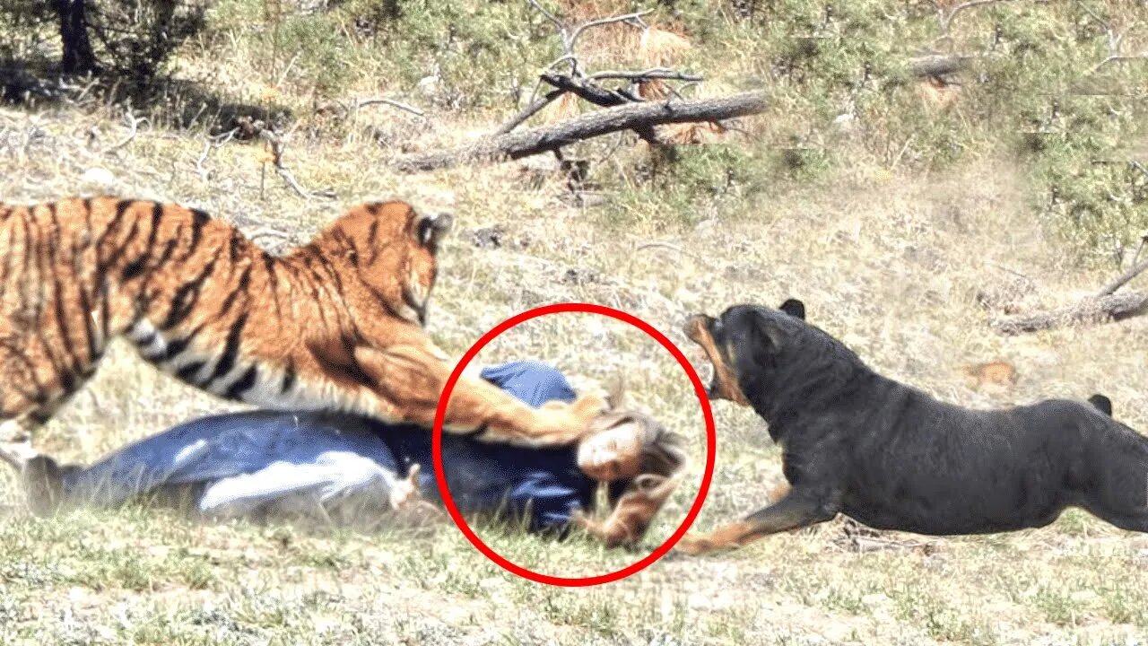 Brutal Moments Hero Animals Saved human Lives Caught On Camera