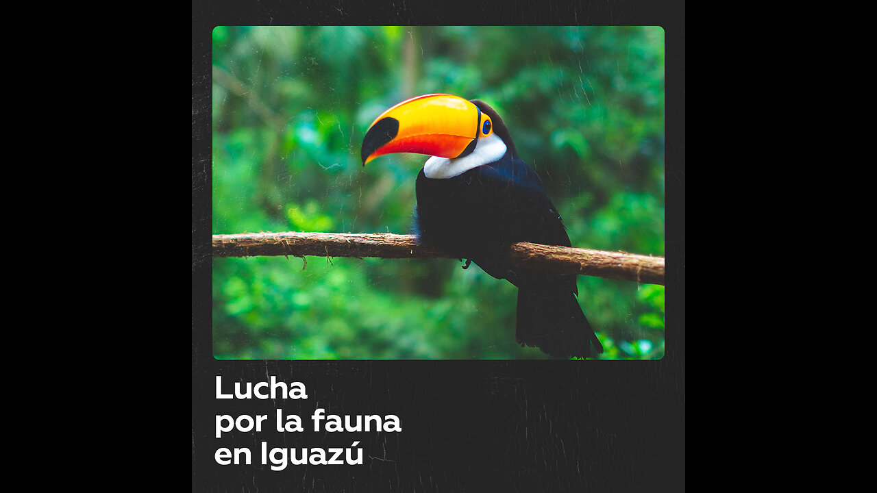 Rescatistas luchan por proteger y rehabilitar animales en Iguazú