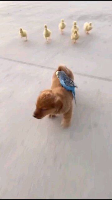 Baby dog, parrot and ducks