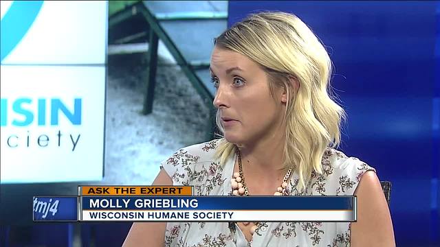 Ask the Expert: Animal fostering