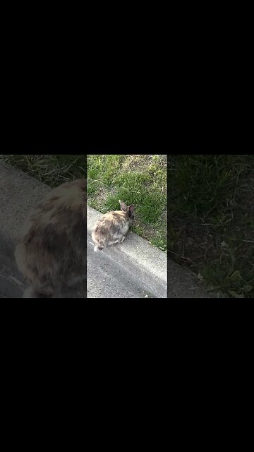 Bunny rabbit hopping around