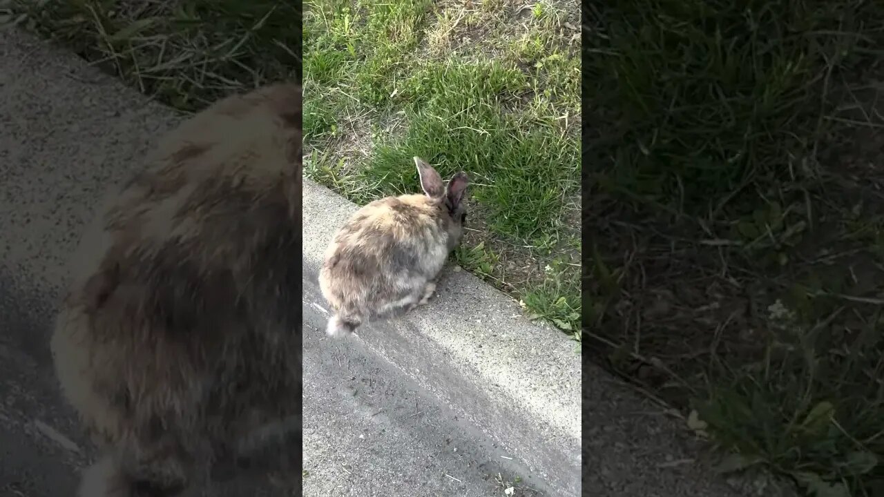 Bunny rabbit hopping around