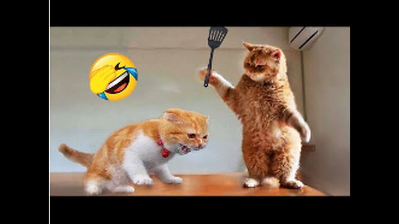 funny kitten