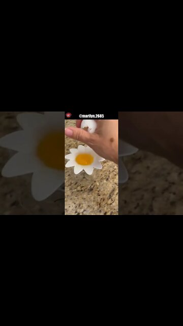 Daisy Plastic Egg Separator #amazonkitchenfind #amazonhomefinds #eggyolkseperator #shorts