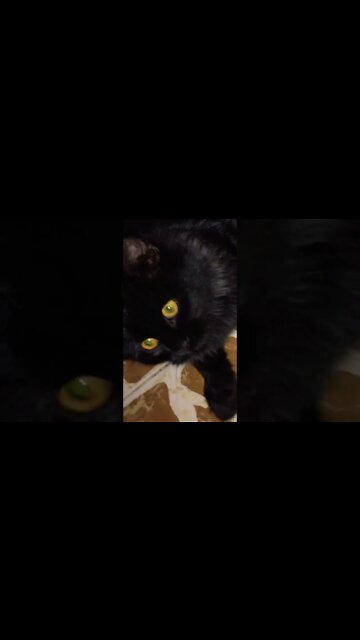 Black Cat | Leo | Persian Cats | Cute Cats |