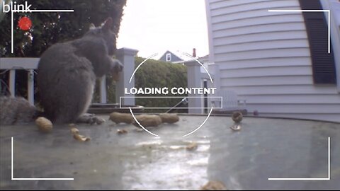 Backyard Boogie