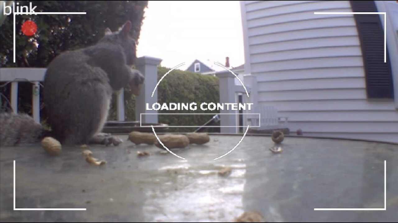 Backyard Boogie