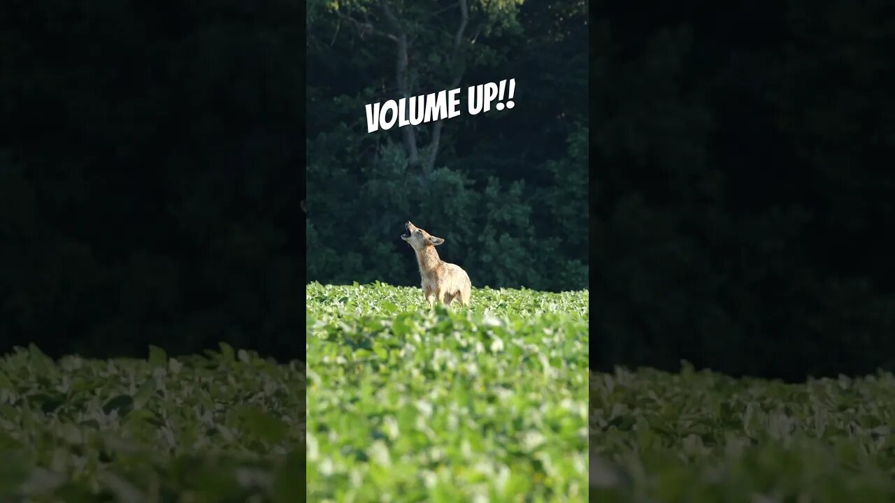 INSANE Coyote Vocals! #shorts #hunting #coyotehunting #predatorhunting