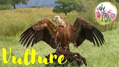 Vultures are HEROES OF THE ECOSYSTEM BY EATING DECAYING MEAT