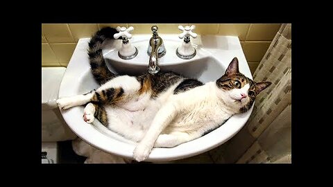 Cats the ultimate cuties 😻
