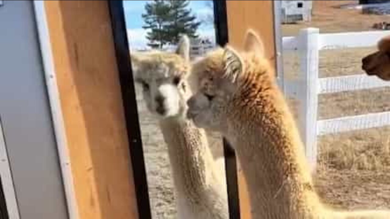 Alpaca confusa não entende espelho