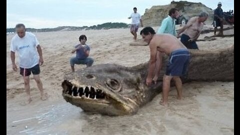 10 Explore Sea Creatures You Won't Believe Exist