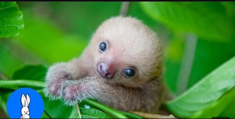 Baby Sloths Being Sloths - FUNNIEST Compilation