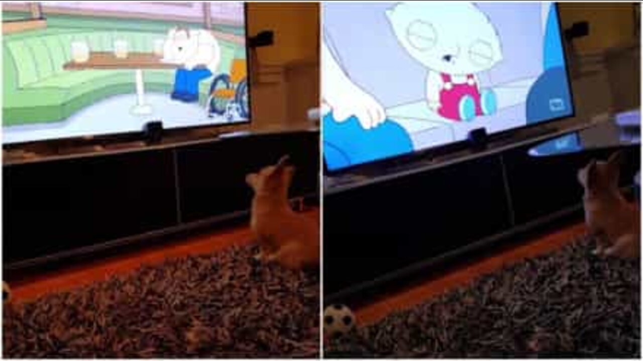 Gosta de ver "Family Guy"? Este cão é fã!