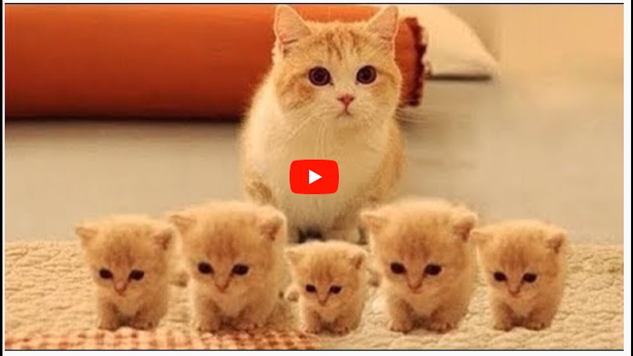 cat funny video