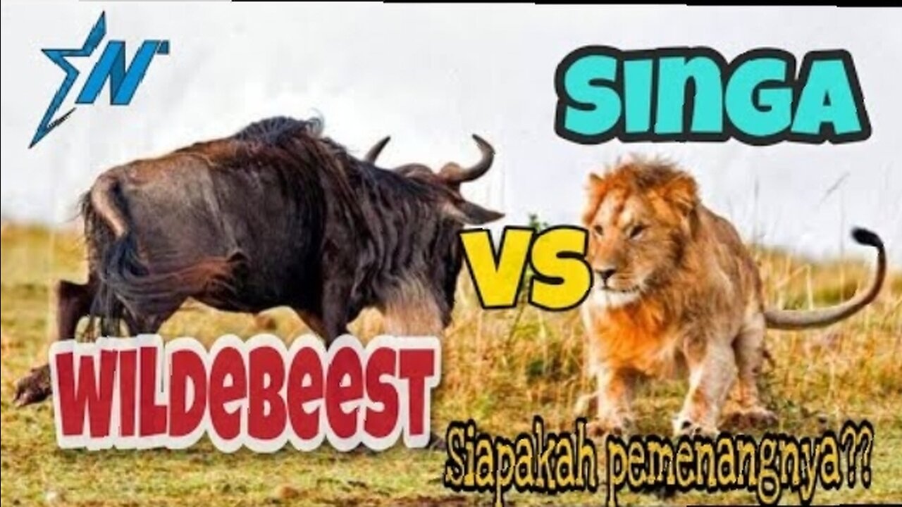 Lion vs wildebeest