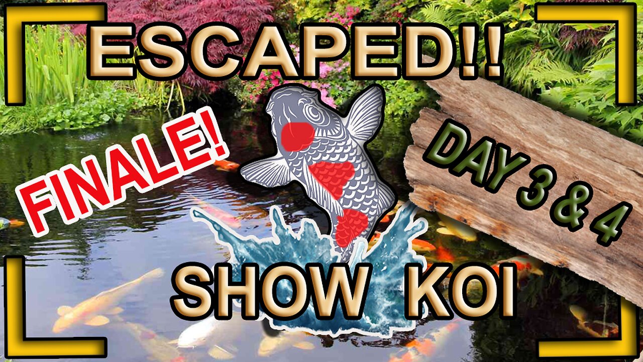 Its now or never (eventually later) to catch escaped show koi