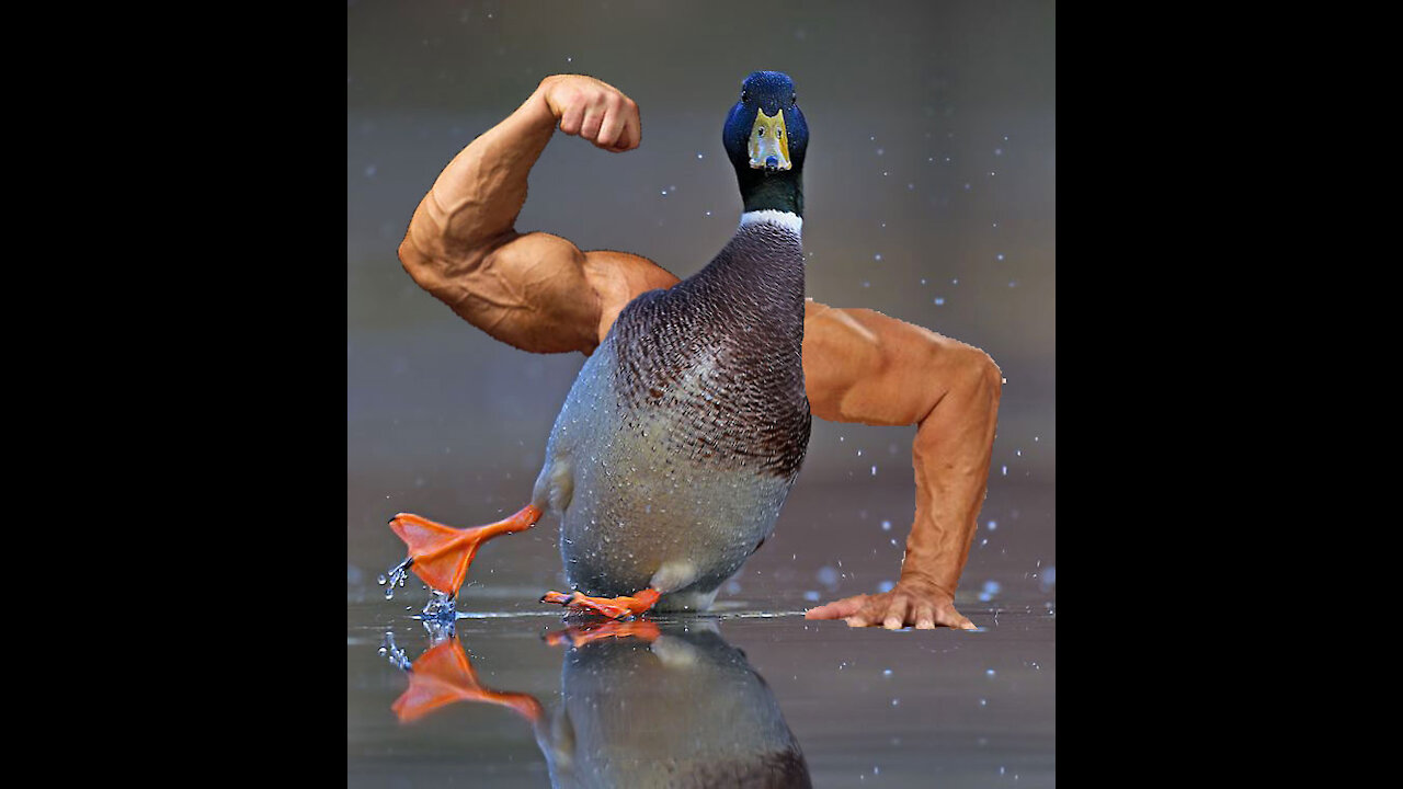 This Duck Called "Long Boi" gets muscle more than a champion by training.