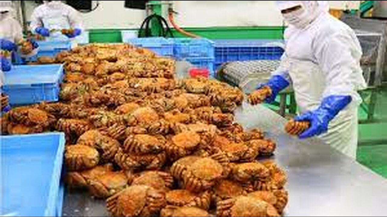 Awesome Hairy Crab Catching Deep Sea - Hairy Crab Processing in Factory - Crab fishing in Japan sea