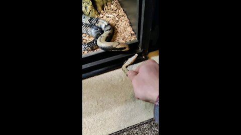 Feeding a False Water Cobra