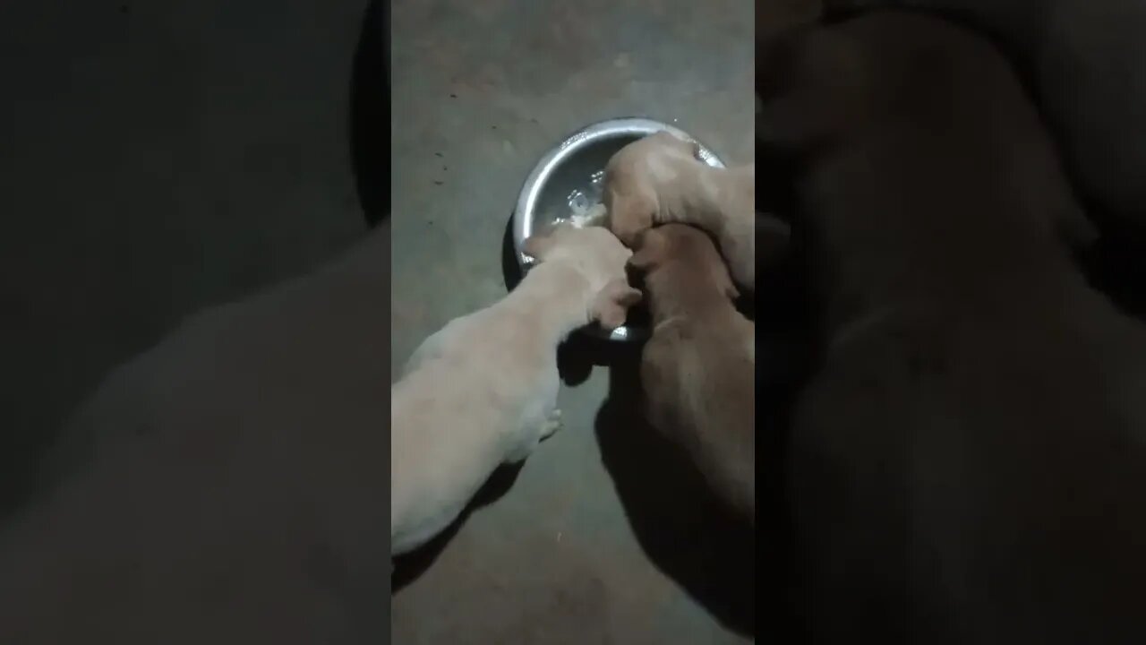 Feeding stray puppies 7