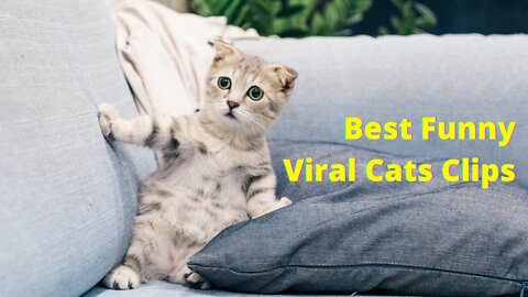 Best Funny Viral Cats Clips😹|| #funnycats #animals🤣