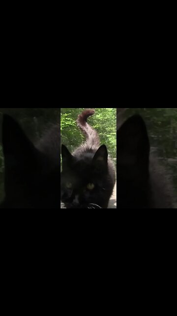 It’s Junior’s Birthday Month 19-Year-Old Cat