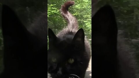 It’s Junior’s Birthday Month 19-Year-Old Cat