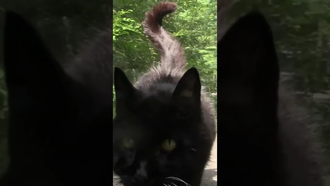 It’s Junior’s Birthday Month 19-Year-Old Cat