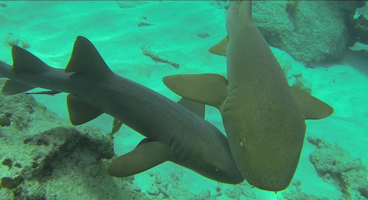 Swimming with Some Little Sharks