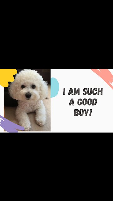 Perfectly Trained and Behaved Bichon Frise Dog