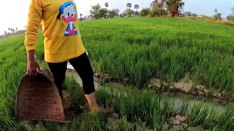 Unbelievable Fishing At Rice Fields