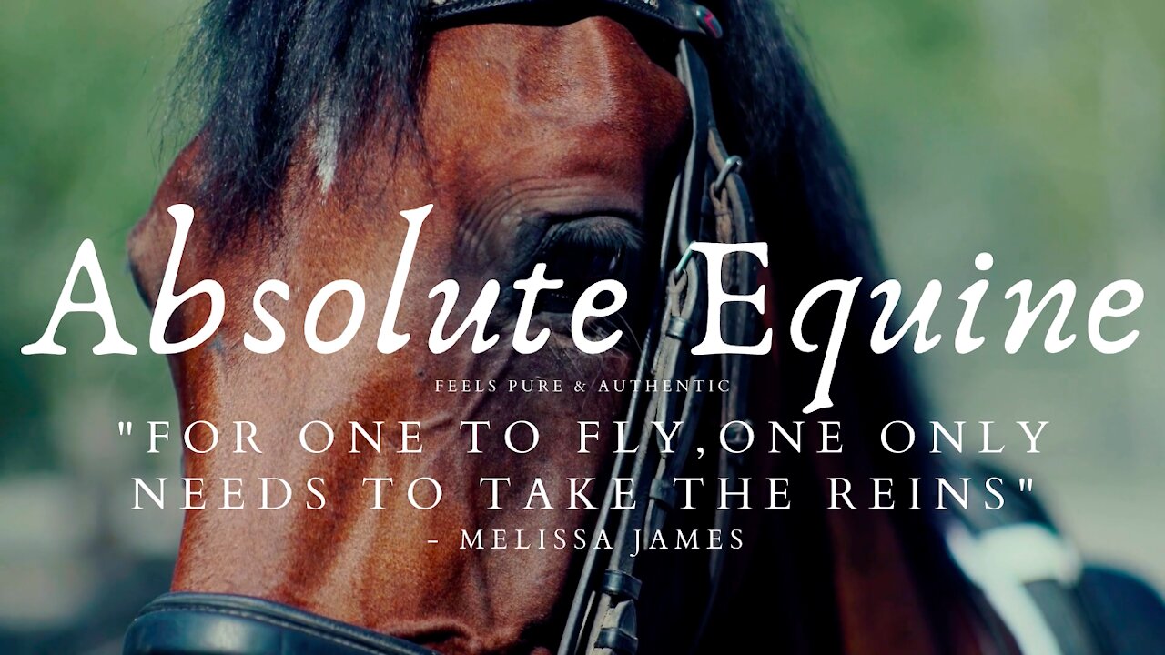 Eight Of The Most Beautiful Horse Breeds On The Earth.