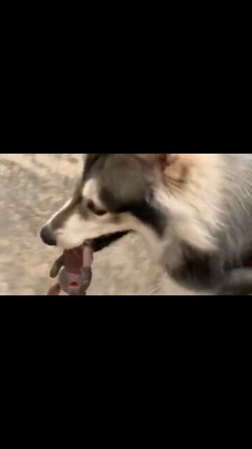 Hunter husky's prey for the day