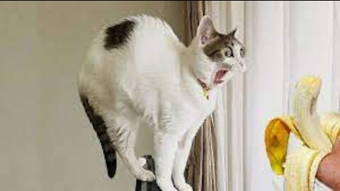 FORGET CATS! Funny KIDS vs ZOO ANIMALS are WAY FUNNIER! - TRY NOT TO LAUGH