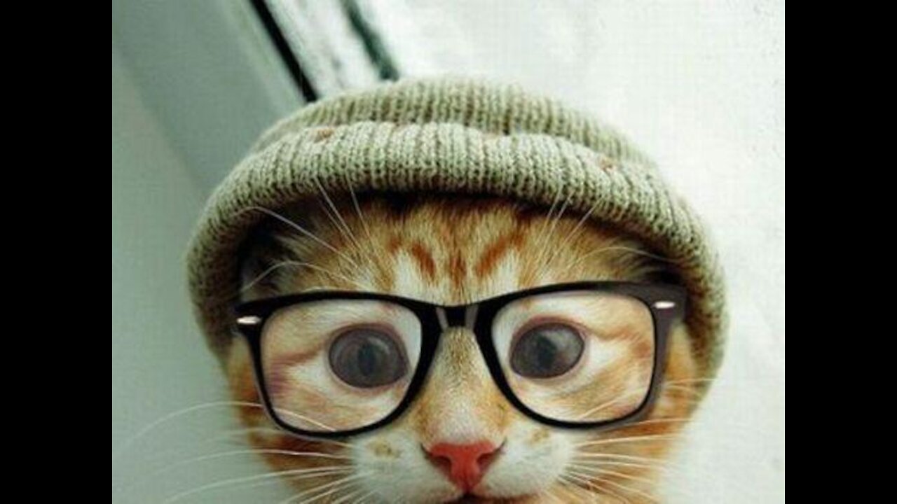 Funniest and cutest cats and dogs in the world - meow and keep smile