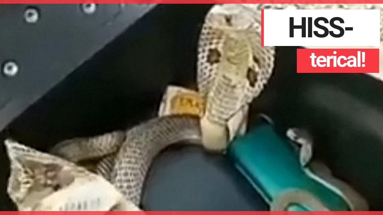 Biker gets a fright when he lifts his scooter seat and finds three COBRAS