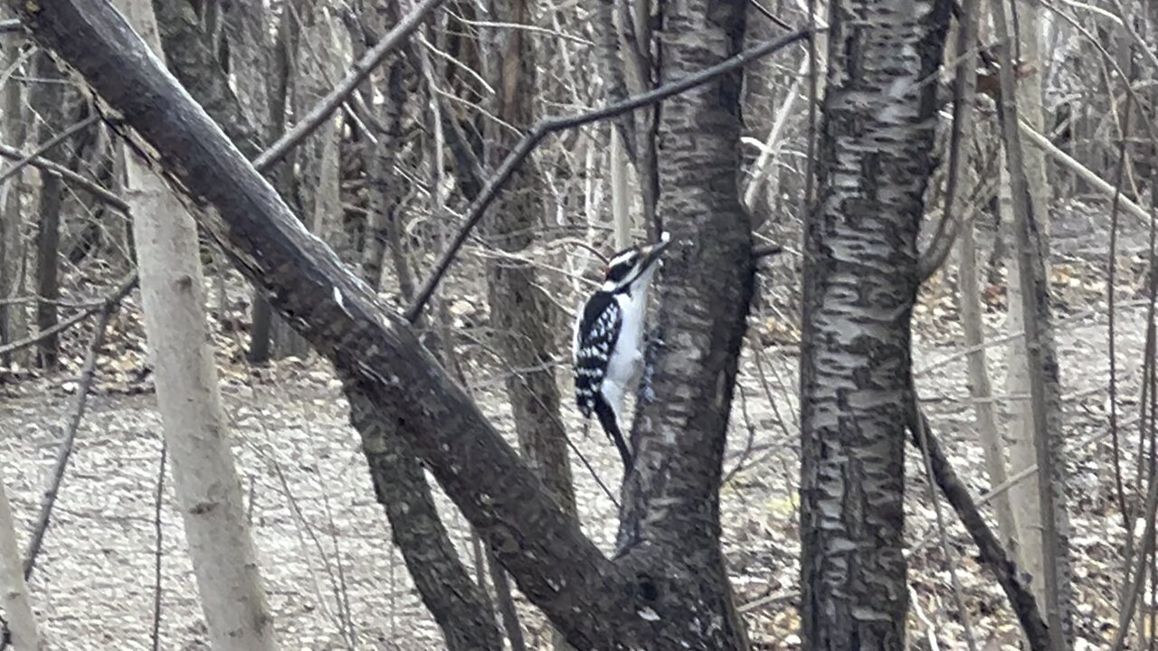 Hairy Wood Pecker