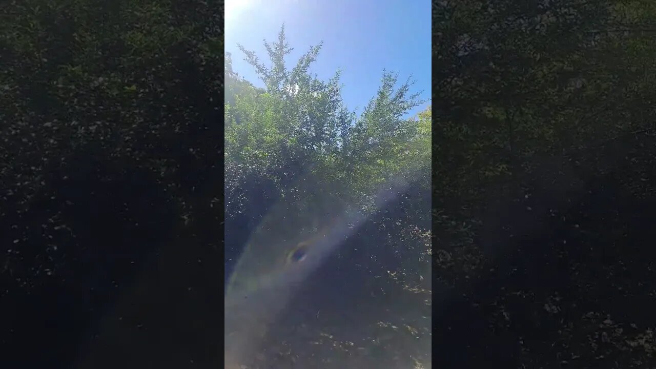 PÉ DE LIMÃO E ACEROLA, NO QUINTAL DE CASA.👍🇧🇷