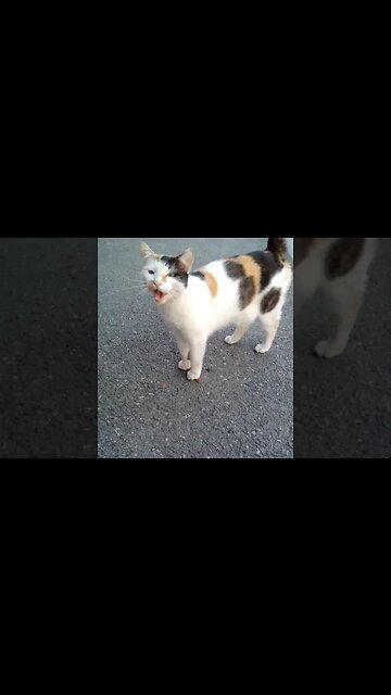 The Cat Tries to Tell Me Something