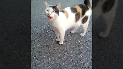 The Cat Tries to Tell Me Something